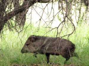 Javelina