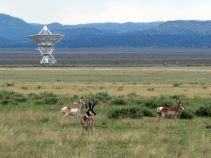 Someone thought it would be a good idea to introduce the African Oryx (antelope) to New Mexico.  No predators = population explosion.