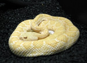 The albino rattlesnake looked grumpy.