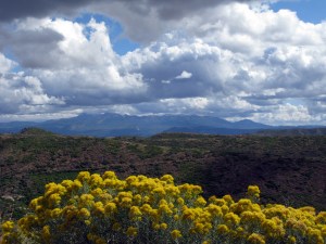 Beautiful flowers - lots of polen.