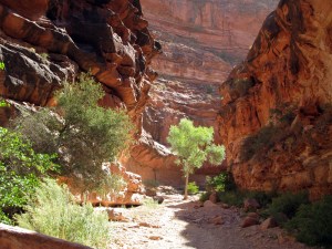 Cottonwood trees glowing in the sun.