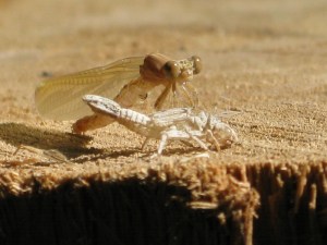 No pics of the scorpions, but here's another little critter.